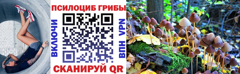 Псилоцибиновые грибы Cubensis  Купить закладки  Борзя 